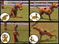 /album/galeria-de-fotos-scooby-doo-para-the-sims-3-pets/mts-xdarkshadowx-1245062-mts-darkshadow-scoobydoo-04-jpg/
